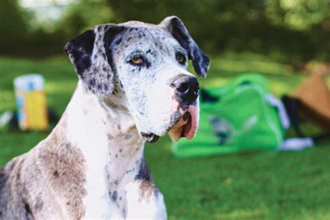 Top Dog Sitters and Boarders in Stone Mountain, GA .